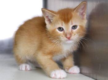 BASIL -  Domestic Short Hair Cat for Adoption in Tallahassee, Florida - BASIL | PetCurious