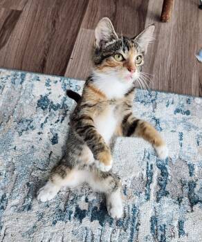 Sherbet -  Torbie Cat for Adoption in New Albany, Ohio - Sherbet | PetCurious