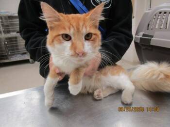 (640) -  Domestic Short Hair Cat for Adoption in Marietta, Georgia - (640) | PetCurious