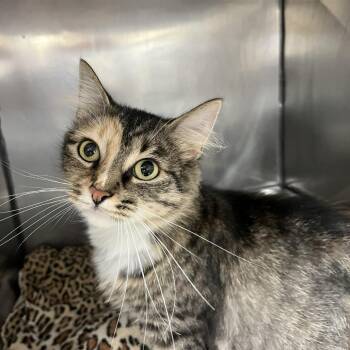 Missy Ann -  Domestic Medium Hair Cat for Adoption in Lyndhurst, Virginia - Missy Ann | PetCurious