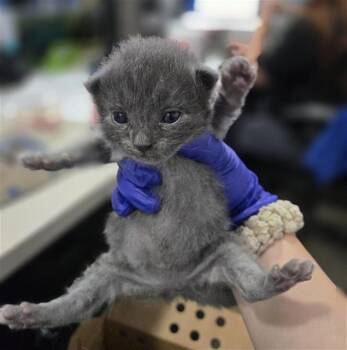 Domestic Short Hair Cats Available for Adoption in Dallas, Texas - ALISTAIR | PetCurious