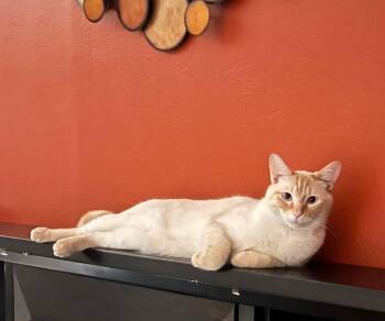 Domestic Medium Hair Cats Available for Adoption in Chandler, Arizona - Finn | PetCurious