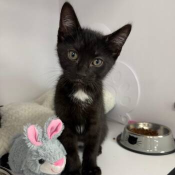 Femur -  Domestic Short Hair Cat for Adoption in Dayton, Ohio - Femur | PetCurious