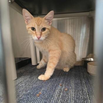 Ziti -  Domestic Short Hair Cat for Adoption in Sand Springs, Oklahoma - Ziti | PetCurious