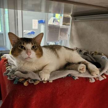 Squeak -  Domestic Short Hair Cat for Adoption in Walker, Michigan - Squeak | PetCurious