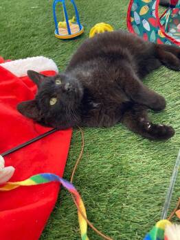 Domestic Short Hair Cats Available for Adoption - Gumby | PetCurious