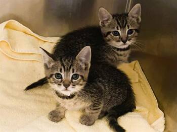 TIPPY -  Domestic Short Hair Cat Available for Adoption in Tustin, California - TIPPY | PetCurious