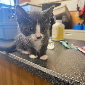 Kit -  Domestic Short Hair Cat for Adoption in Meadow Lake, Saskatchewan - Kit | PetCurious