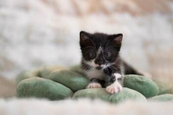Thor -  Domestic Short Hair Cat for Adoption in Peru, New York - Thor | PetCurious