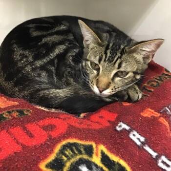 Quincy -  Domestic Short Hair Cat for Adoption in Redwood City, California - Quincy | PetCurious