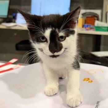 Jeter -  Domestic Short Hair Cat for Adoption in Tampa, Florida - Jeter | PetCurious