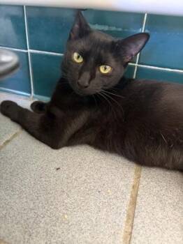 Celeste -  Domestic Short Hair Cat for Adoption in Honolulu, Hawaii - Celeste | PetCurious