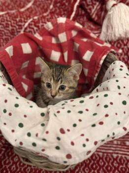 Rescue Domestic Short Hair Cats for Adoption in London, Ontario - Linus | PetCurious