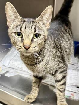 American Shorthair and Domestic Short Hair Cats Available for Adoption - Chrysler | PetCurious
