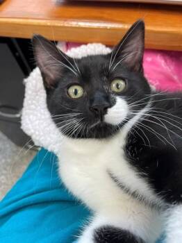 Nigel -  Domestic Short Hair Cat for Adoption in Hayward, Wisconsin - Nigel | PetCurious