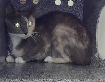 Domestic Short Hair Cats Available for Adoption in Houston, Texas - A2077514 | PetCurious