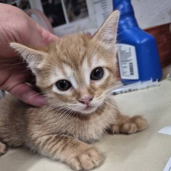 Rescue Domestic Short Hair Cats for Adoption in Ardmore, Oklahoma - Cherry | PetCurious