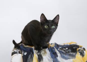 Rescue Domestic Short Hair Cats for Adoption in Birmingham, Alabama - Bruce Wayne | PetCurious