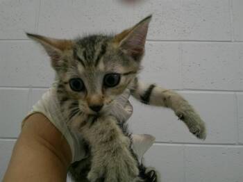 A389699 -  Domestic Short Hair Cat for Adoption in Ocala, Florida - A389699 | PetCurious