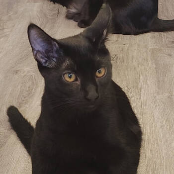 Rescue Domestic Short Hair Cats for Adoption in Venice, Florida - Waldo | PetCurious