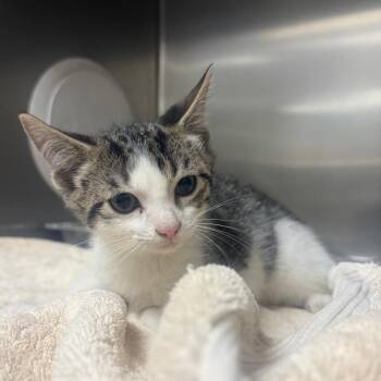Hermis -  Domestic Short Hair Cat for Adoption in Milton, Florida - Hermis | PetCurious