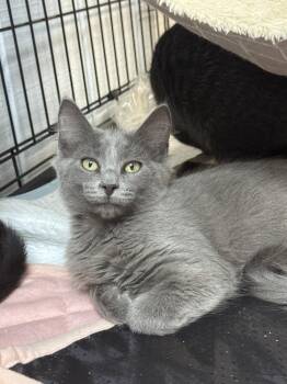Tangerine- MD -  Domestic Short Hair Cat for Adoption in Fort Walton Beach, Florida - Tangerine- MD | PetCurious