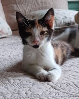 Princess Donut -  Domestic Short Hair Cat for Adoption in Lemoyne, Pennsylvania - Princess Donut | PetCurious