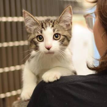 Butters - DogDay Belleville -  Domestic Short Hair Cat for Adoption in Belleville, Illinois - Butters - DogDay Belleville | PetCurious