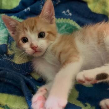 Wren -  Domestic Short Hair Cat for Adoption in Long Beach, California - Wren | PetCurious