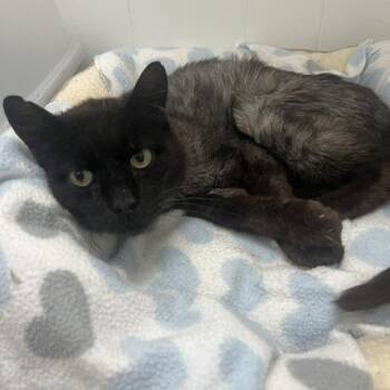 Blackbird -  Domestic Medium Hair Cat for Adoption in St. Louis, Missouri - Blackbird | PetCurious