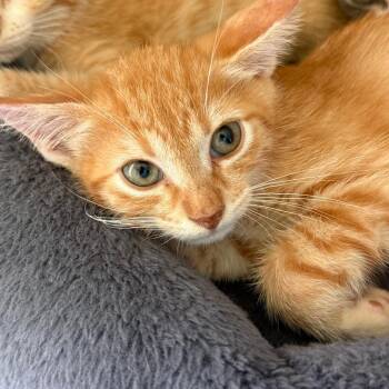 Sunny -  Domestic Short Hair Cat for Adoption in Houston, Texas - Sunny | PetCurious