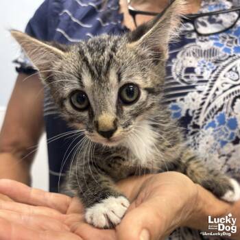 Bailee -  Domestic Short Hair and Tabby Cat for Adoption in Washington, District Of Columbia - Bailee | PetCurious