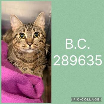 B.C. -  Domestic Short Hair Cat for Adoption in Macon, Georgia - B.C. | PetCurious