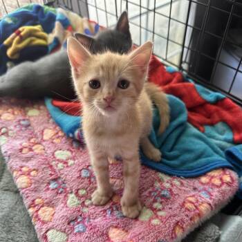 Sunny -  Domestic Short Hair Cat for Adoption in Los Angeles, California - Sunny | PetCurious