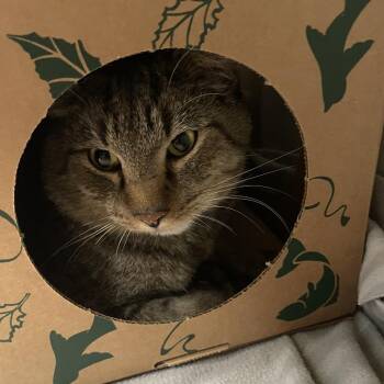 Periwinkle -  Domestic Short Hair Cat for Adoption in Saint Charles, Missouri - Periwinkle | PetCurious