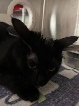 MeeMee -  Domestic Short Hair Cat Available for Adoption in Cincinnati, Ohio - MeeMee | PetCurious
