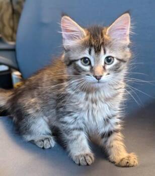 Tachi -  Domestic Medium Hair and Domestic Short Hair Cat for Adoption in Divide, Colorado - Tachi | PetCurious