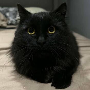 Domestic Long Hair Cats Available for Adoption in Hamilton, Ontario - Dory - A Gentle Sweetheart!  | PetCurious