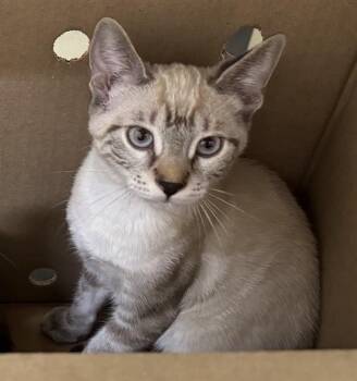 AM -  Siamese Cat for Adoption in Fremont, California - AM | PetCurious