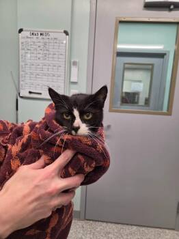 Domestic Short Hair Cats Available for Adoption in Athens, Tennessee - Adelaide | PetCurious