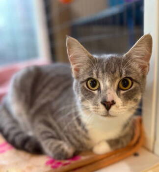 Rescue Domestic Short Hair Cats for Adoption in Midland, Virginia - Avello | PetCurious