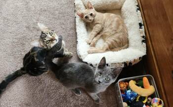 Fontina -  Russian Blue Cat for Adoption in Westland, Michigan - Fontina | PetCurious