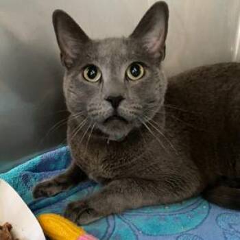 Bubbie -  Domestic Short Hair Cat for Adoption in Long Beach, California - Bubbie | PetCurious