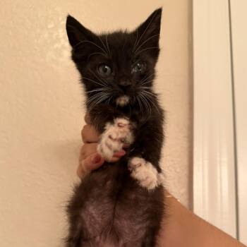 Bugs -  Domestic Short Hair Cat for Adoption in Jacksonville, Florida - Bugs | PetCurious