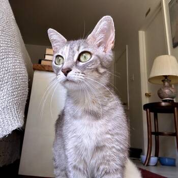 Domestic Short Hair Cats Available for Adoption in Austin, Texas - Tropical Smoothie | PetCurious