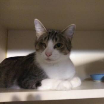 Uno -  Domestic Medium Hair Cat for Adoption in PORT WENTWRTH, Georgia - Uno | PetCurious