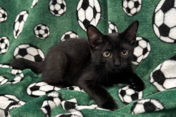 Hadid -  Domestic Short Hair Cat for Adoption in Kansas City, Missouri - Hadid | PetCurious