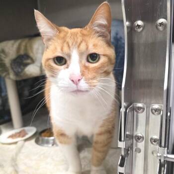 Domestic Short Hair Cats Available for Adoption in Fort Wayne, Indiana - Microscope | PetCurious