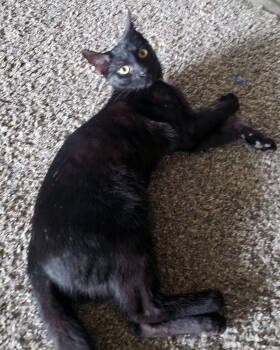 Rescue Domestic Short Hair Cats for Adoption in Rochester, New York - Allen | PetCurious