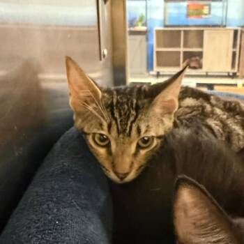 Lance -  Domestic Short Hair Cat for Adoption in Hemet, California - Lance | PetCurious
